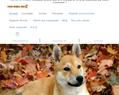 261141 : Mon shiba inu