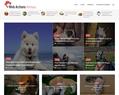 81339 : Web Actions Animaux