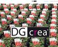 85044 : DG crea - Communication graphique